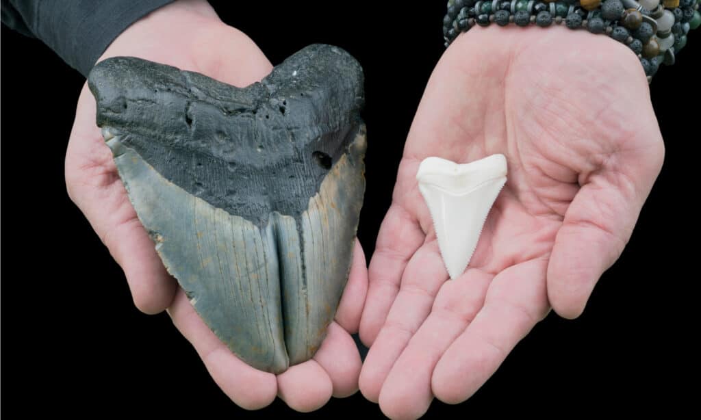 Megalodon tooth