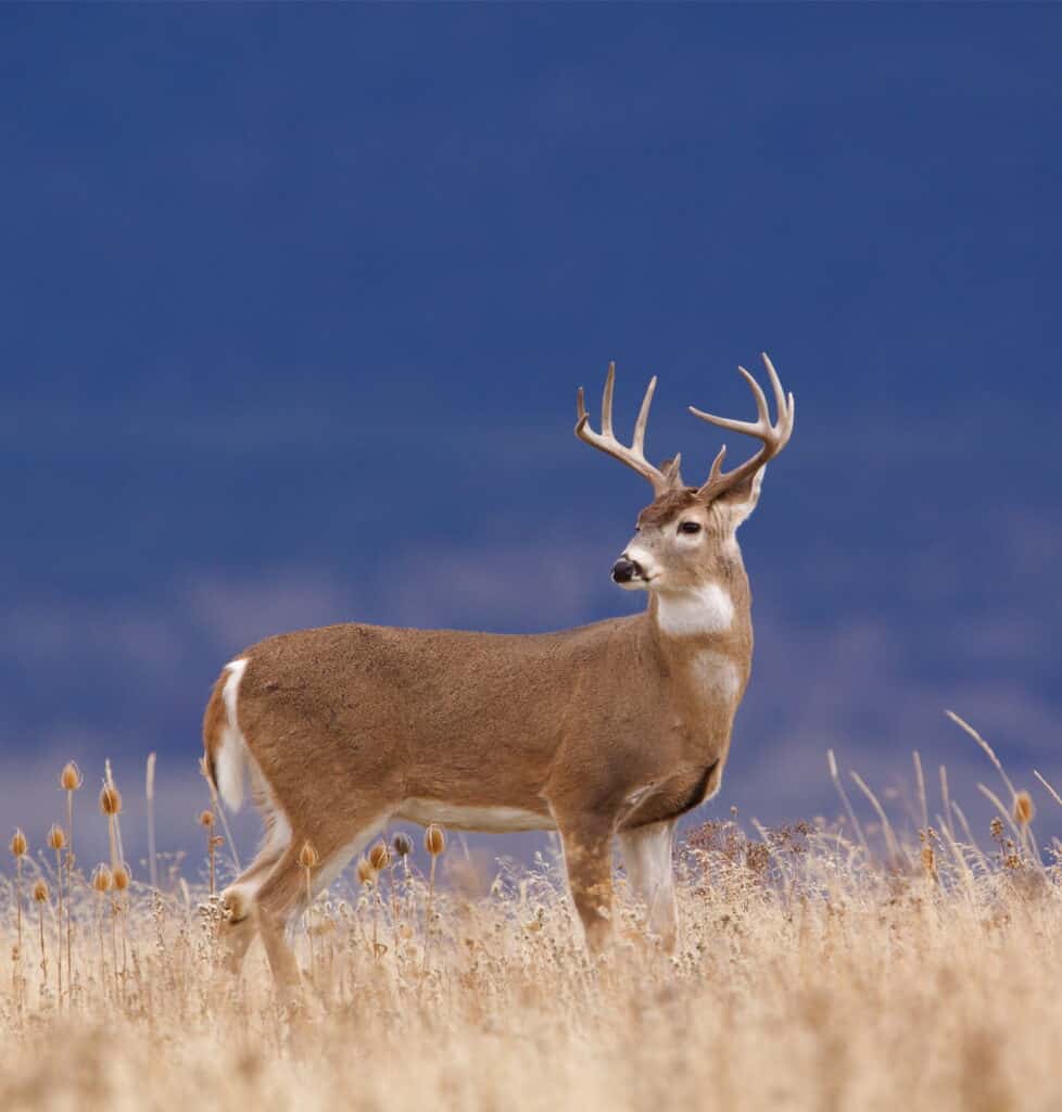 white-tailed deer