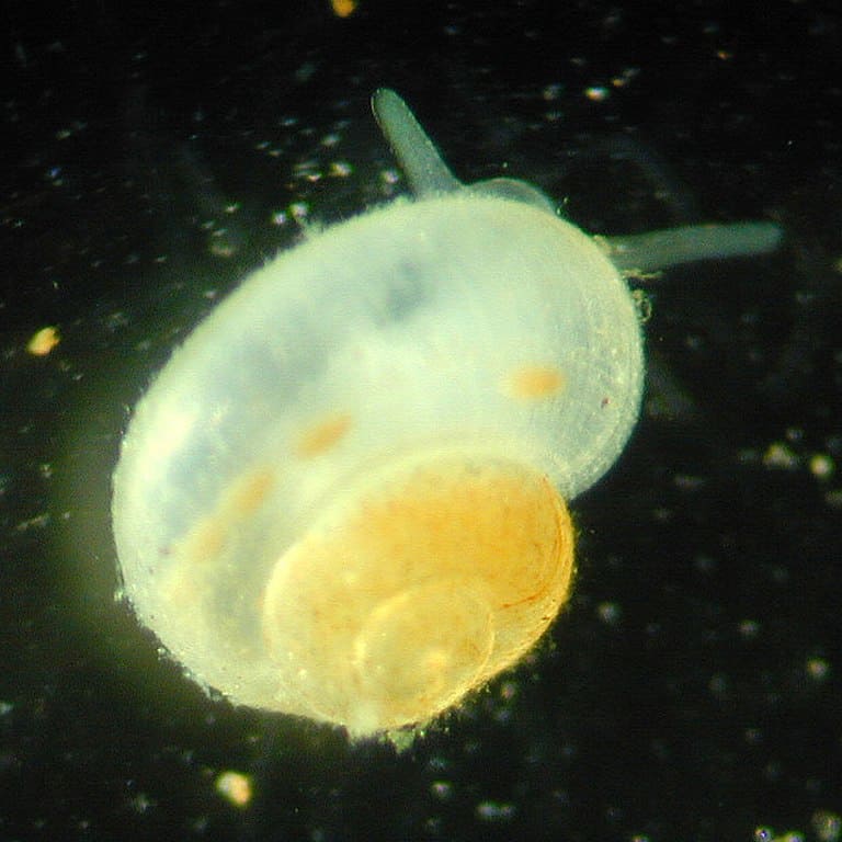 Tumbling Creek Cavesnail (Antrobia culveri)