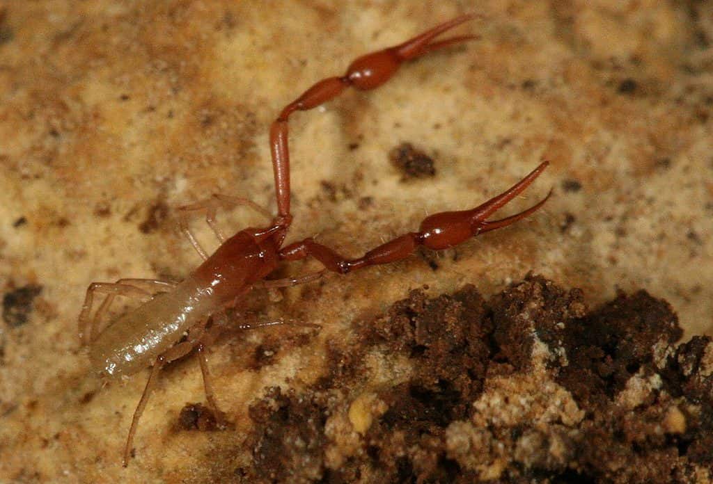 Tooth Cave pseudoscorpion