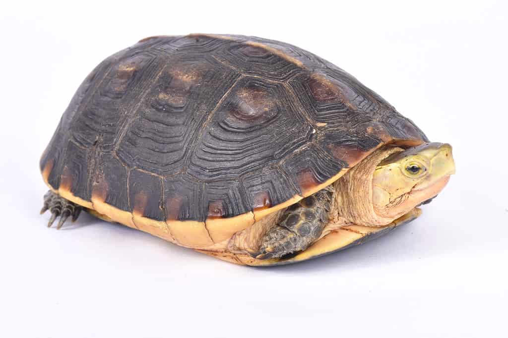 Chinese box turtle