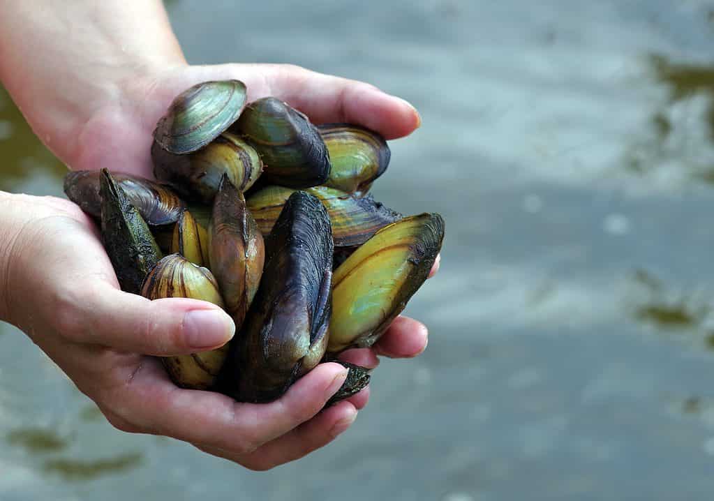 Freshwater Pearl Mussel