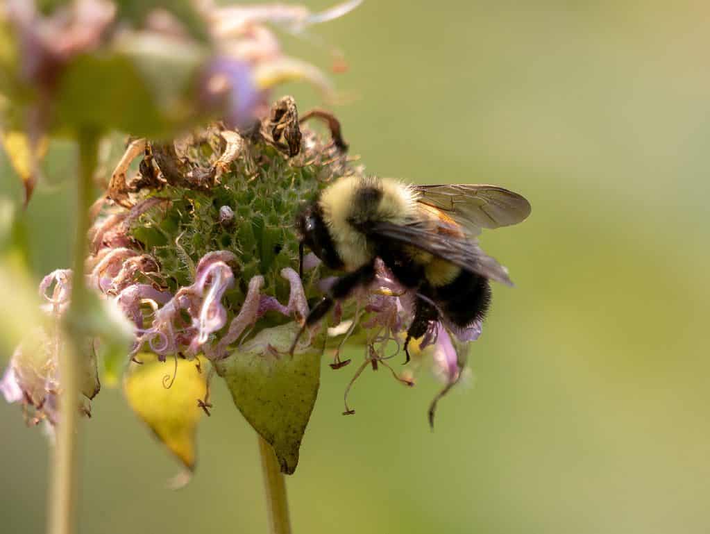 Rusty patched bumblebee