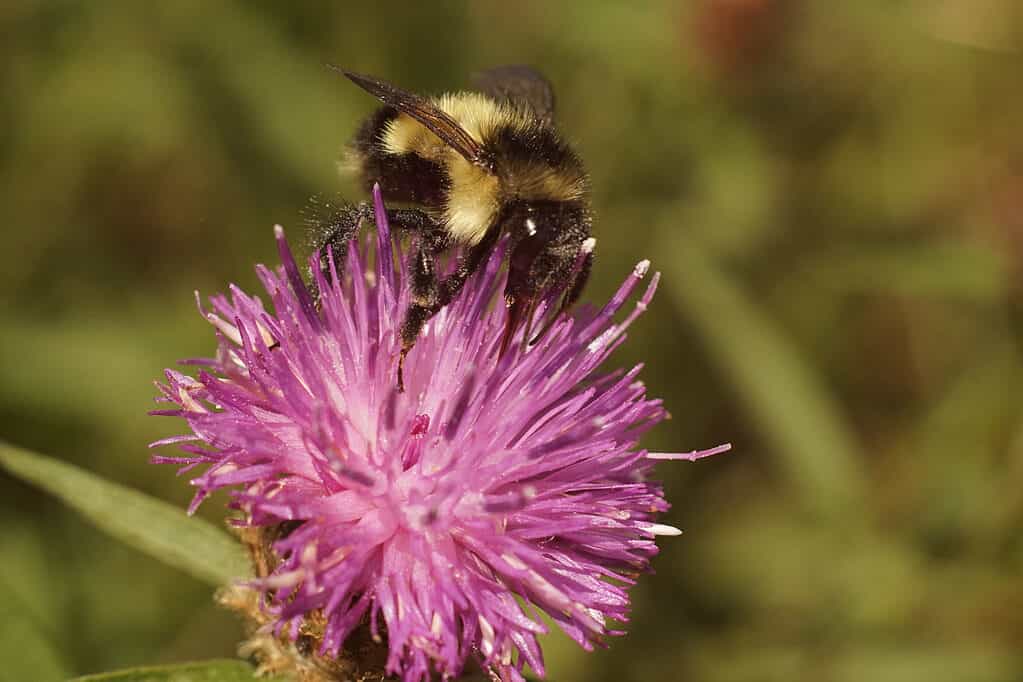 Bombus suckleyi, Suckley's cuckoo bumblebee