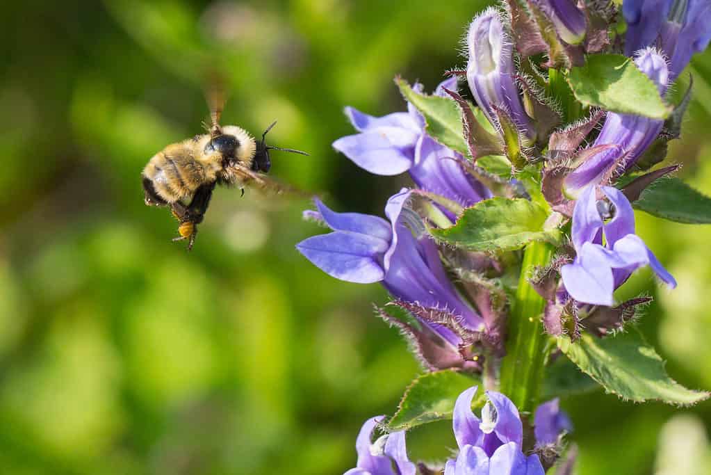 Golden Northern Bumble Bee, Bombus fervidus, in flight