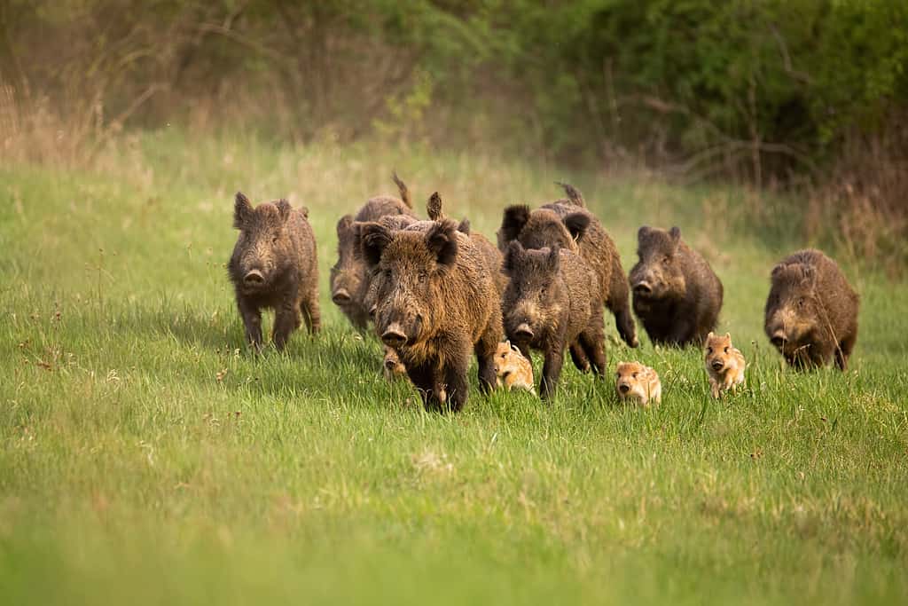 Group of wild boars, feral hogs