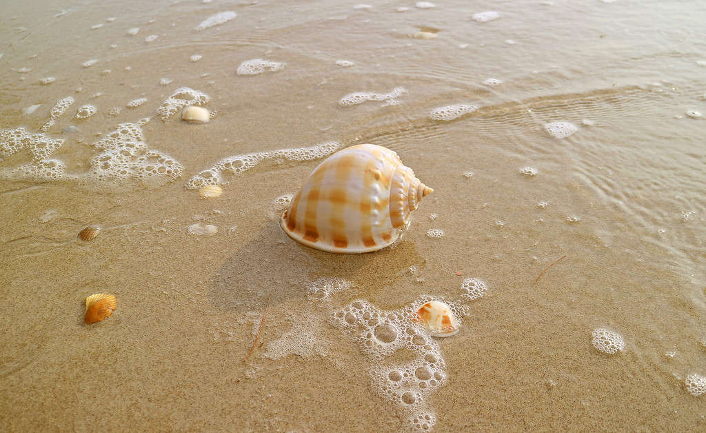 Natural Scotch Bonnet Sea Shell Isolated on Wet Sand Beach with Sea Foam in Sunlight