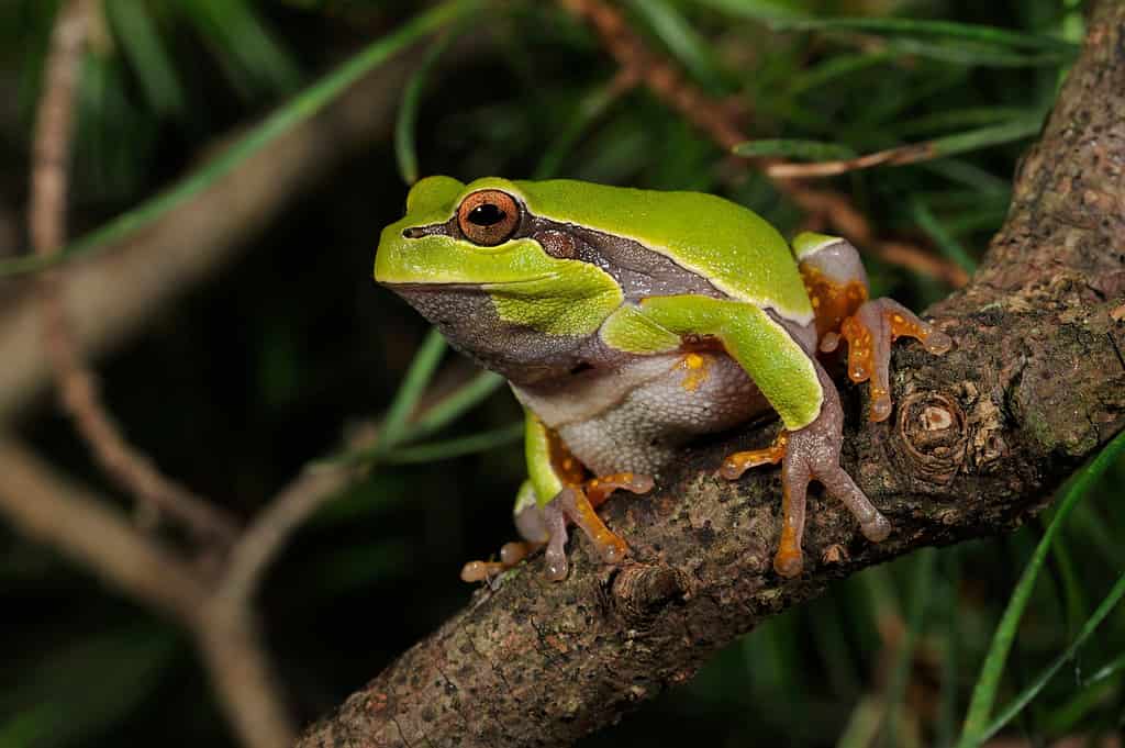 Pine Barren Treefrog (Hyla andersonii)