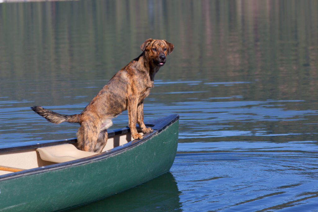 A brindled plott hound on a boat on the water