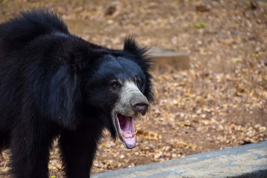 Black bear