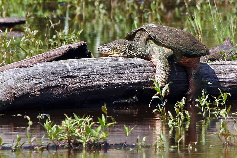 Snapping Turtle by the water