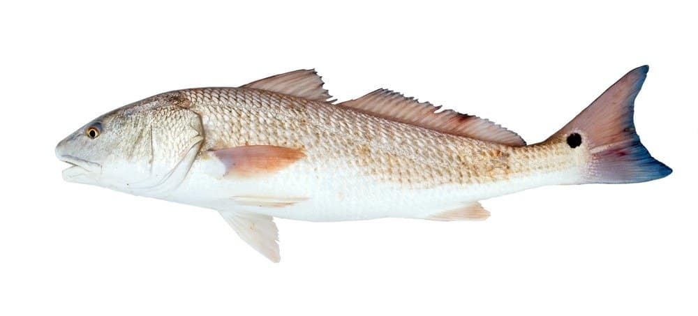 Red drum fish, Redfish (Sciaenops ocellatus) on a white background