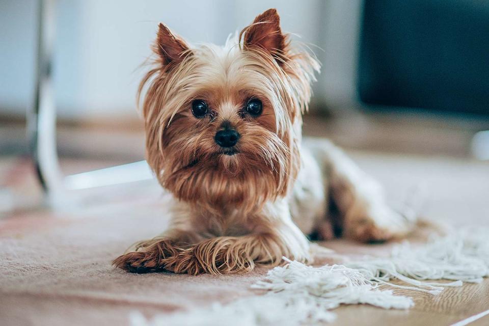 <p>Getty</p> Yorkshire terrier lying on the floor and looking at camera