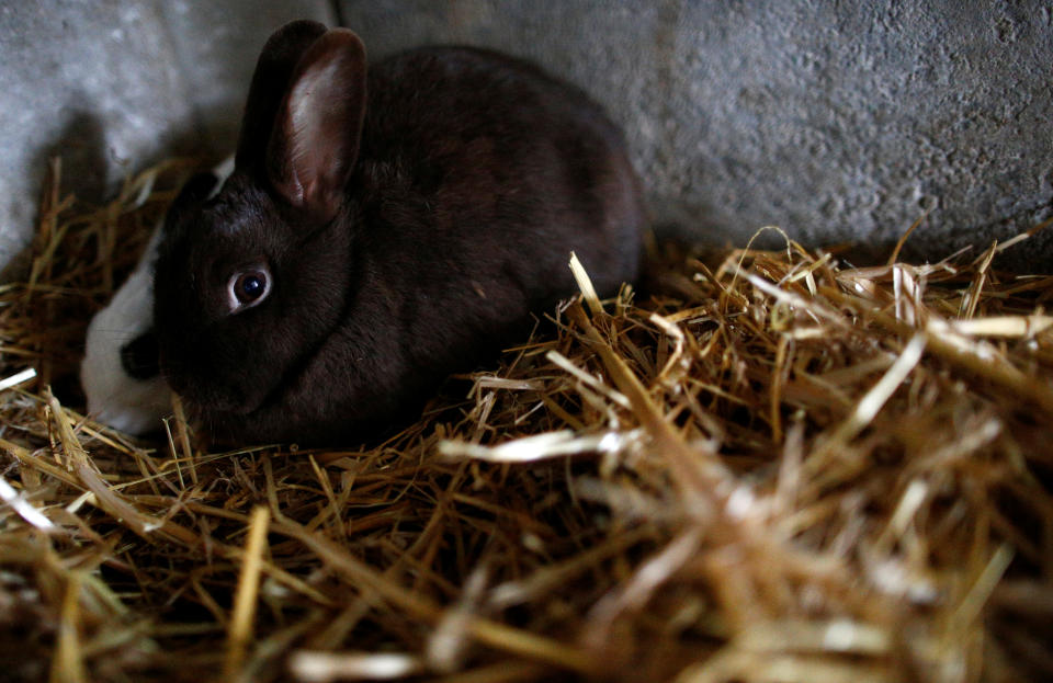 A rabbit is pictured in a hutch in Montbert, France, January 23, 2019. Picture taken January 23, 2019.  REUTERS/Stephane Mahe