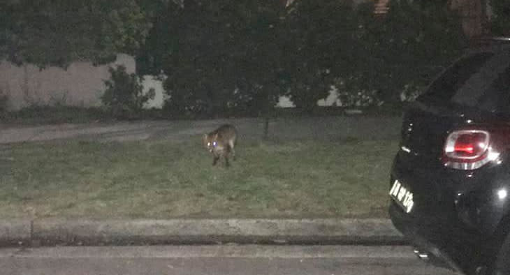 A fox stands on the nature strip outside a home in Bondi.