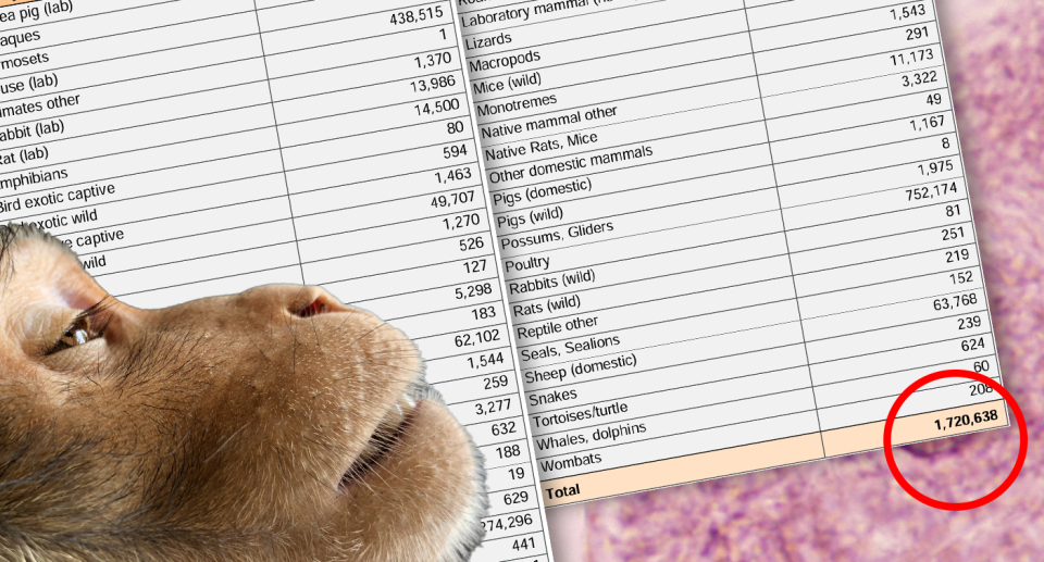 A graphic showing the types of animals used in experiments. A monkey head in the foreground. A virus under a microscope in the background.