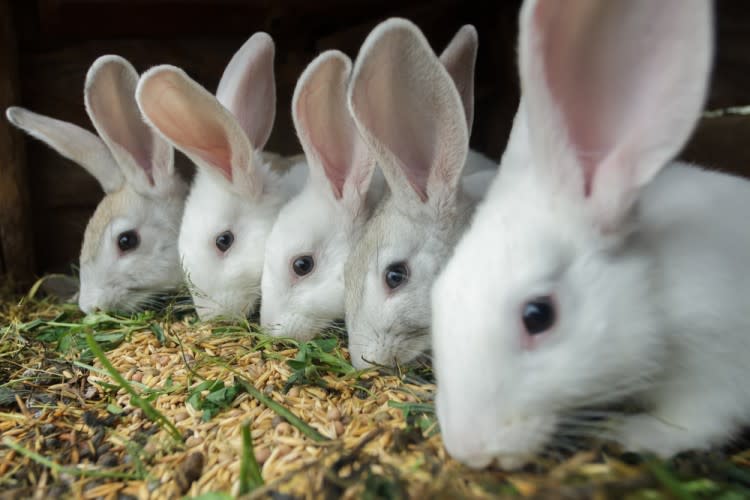 15 companies that still test on animals in 2022