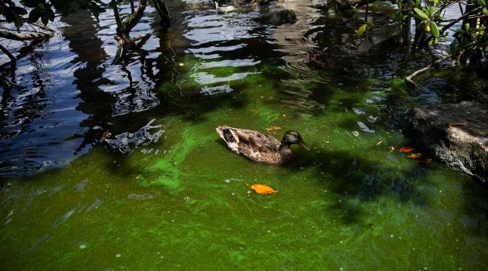 A duck swims in algae laden water that has gathered on the bank of the Caloosahatchee River at Centennial Park in Fort Myers on Thursday, July 13, 2023. Algae is showing up in parts of the river and canals in Southwest Florida.