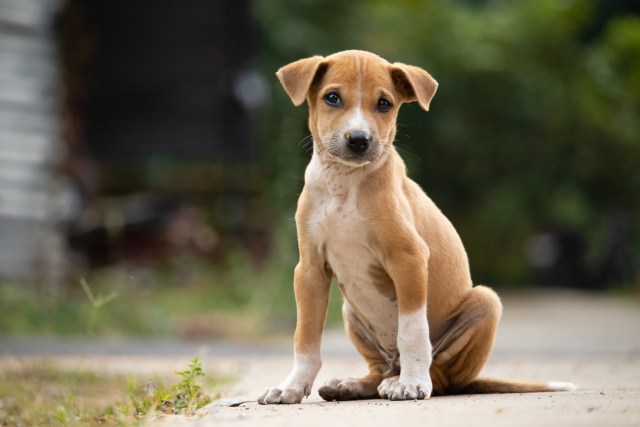 Cute brown puppy