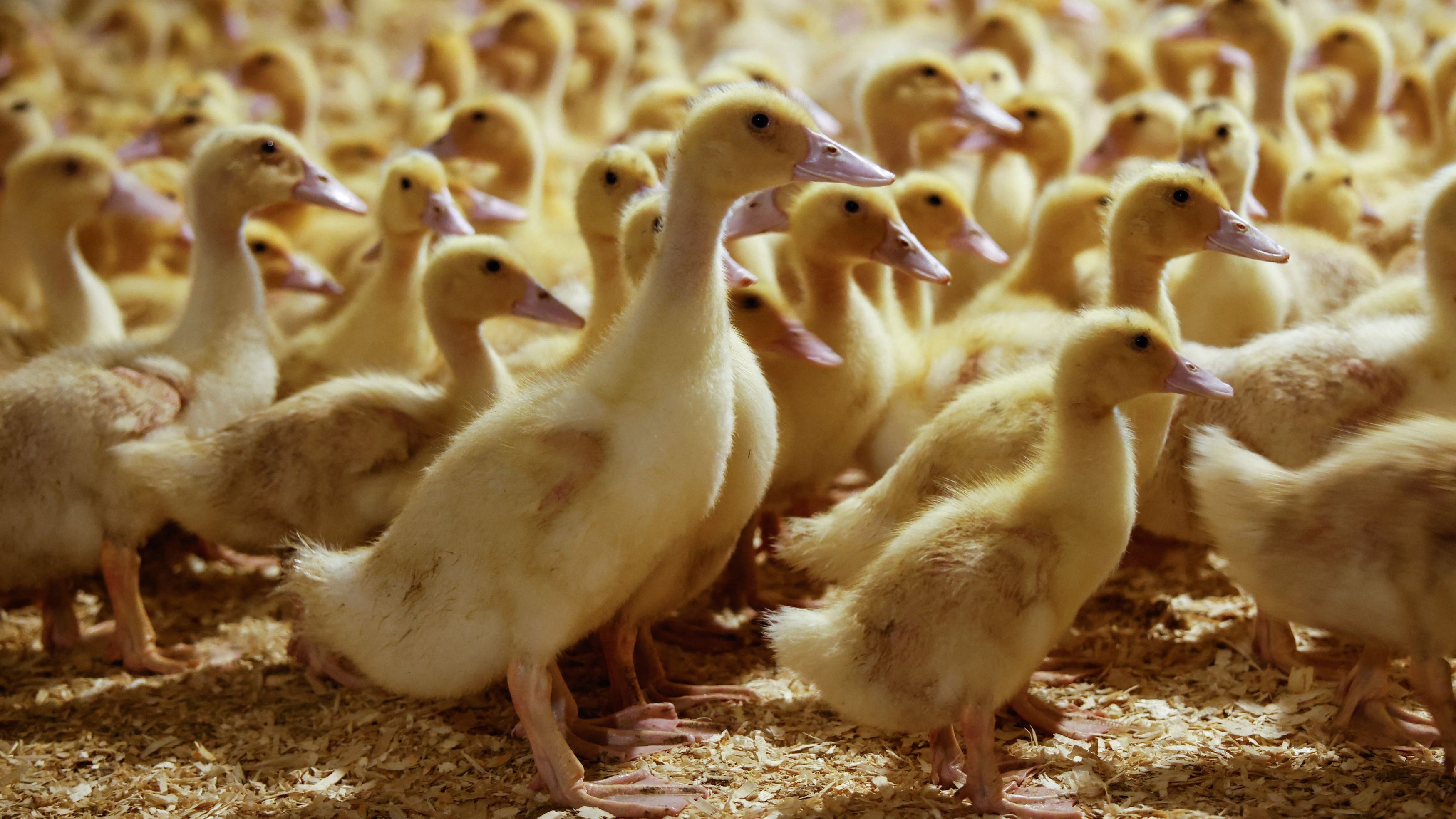 Ducklings are pictured at Hudson Valley Foie Gras, in Ferndale, New York,on March 3, 2023.