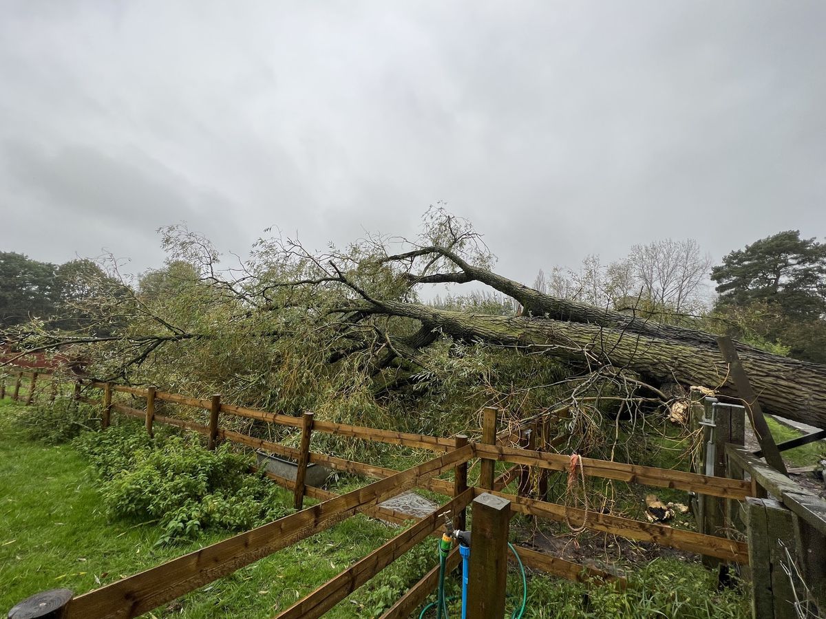 Large willow tree that has fallen down at Brockswood Animal Sanctuary in Sedgley