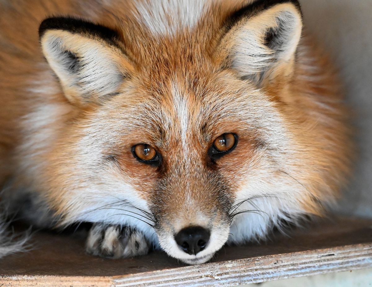 Brockswood's resident fox, Freya, who is getting on well with Toby.