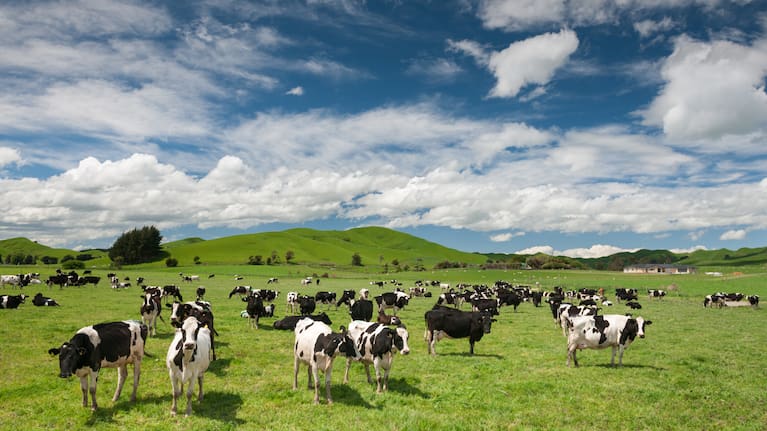 Cows (file photo).