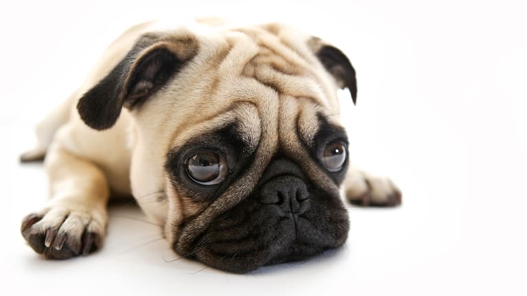 Although brachycephalic breeds like pugs aren't a recent creation, modern versions are much more extreme.