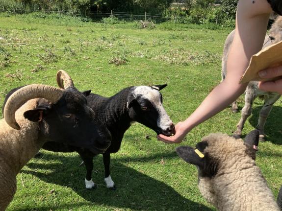 New animal contact zones have been created