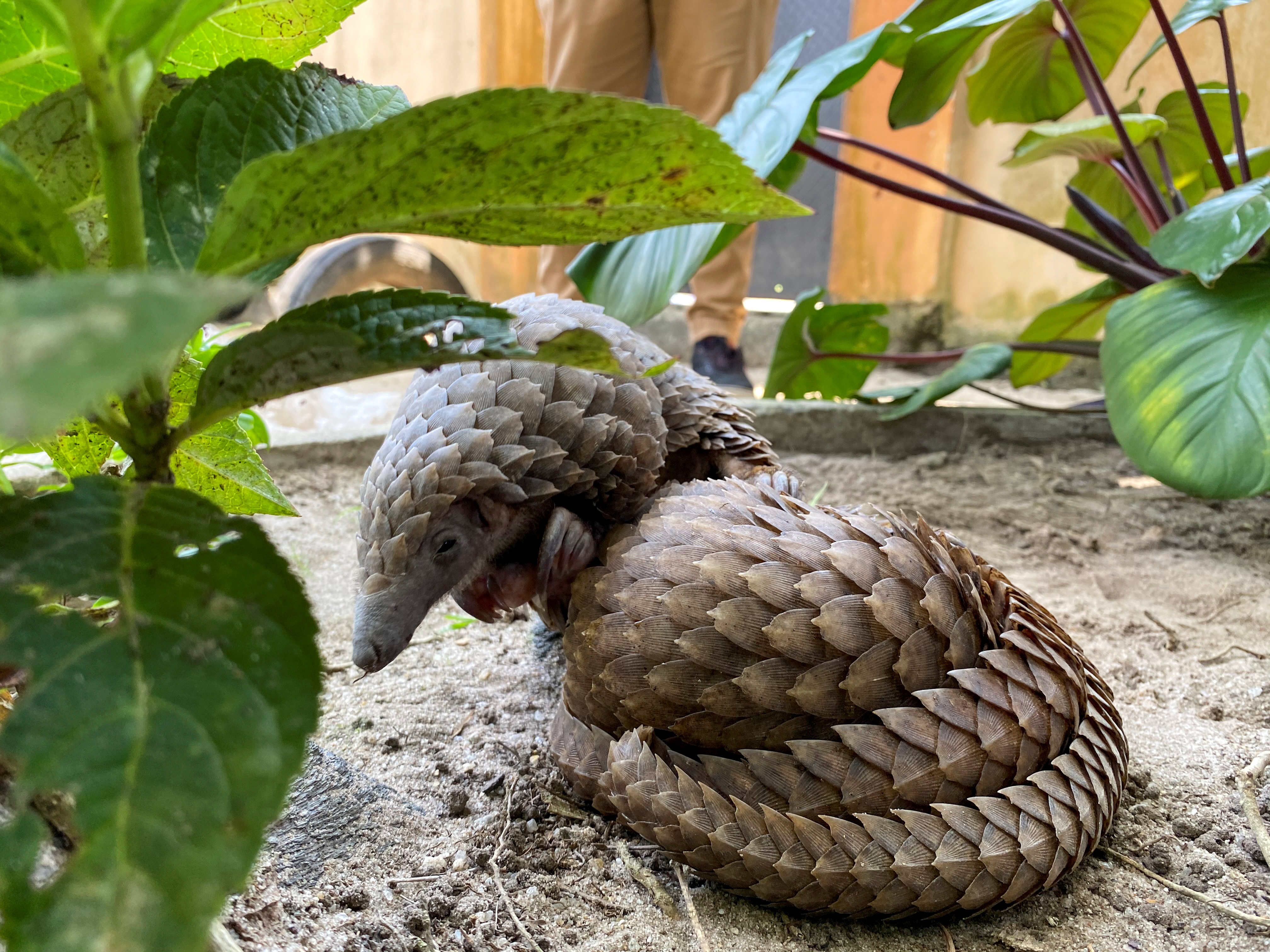 A rescued pangolin bought off a wildlife seller is seen resting at the Green Finger Garden in Lagos