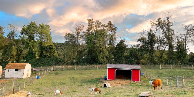 Clark and her husband, Steve, moved to Shermans Dale, Pennsylvania, to find land for these animals to call home. 