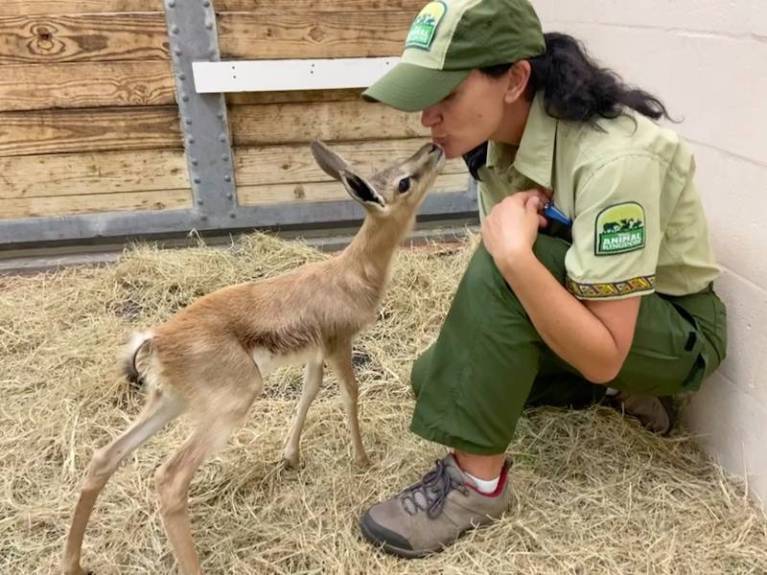 Springbok Baby Born at Disney’s Animal Kingdom Lodge