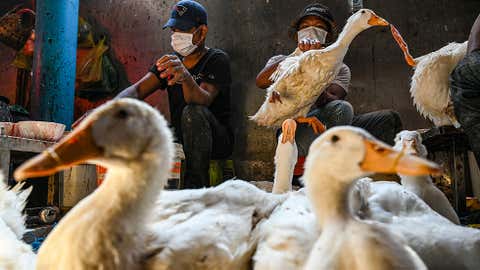 Workers prepare ducks at a market in Phnom Penh, Cambodia, on February 24, 2023. Two people in Cambodia were confirmed to have been infected with H5N1 bird flu, but it appears to have been a result of exposure to infected birds or poultry. (Photo by TANG CHHIN SOTHY/AFP via Getty Images)