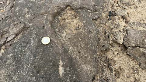 A human footprint in the ancient mud on Formby beach radiocarbon dated to about 8500 years ago. (Jamie Woodward)