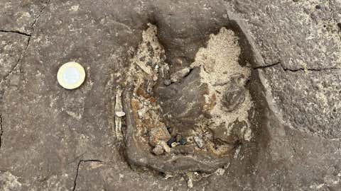 Red deer hoofprint in the ancient mud on Formby beach radiocarbon dated to about 8500 years ago. (Jamie Woodward)