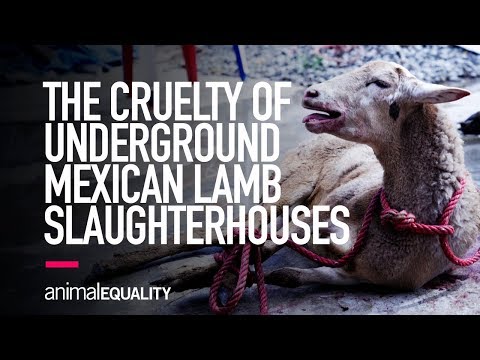 INVESTIGATION: Animal Equality Uncovers Horror of Mexican Backyard Lamb Slaughterhouses