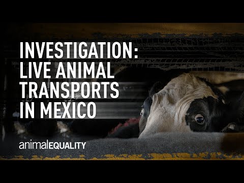 The Long and Cruel Journey of Animals in Mexico