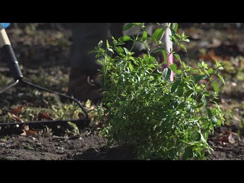 Sacramento hosts early Earth Day clean up, beautification event