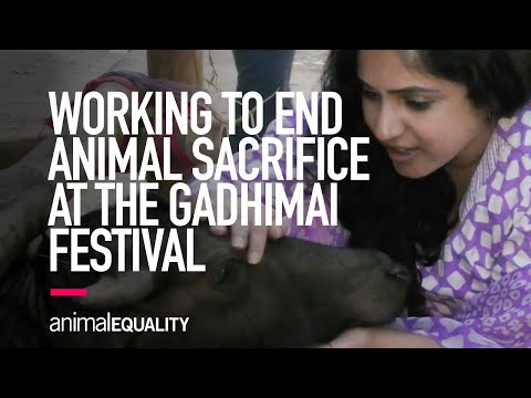 Animal Equality Works to End Animal Sacrifice at the Gadhimai Festival