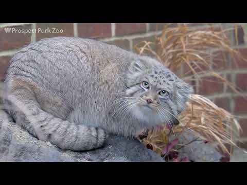 Pallas Cats on Exhibit | Prospect Park Zoo