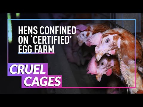 Investigation: Hens Cruelly Caged on British Egg Farm | Animal Equality UK