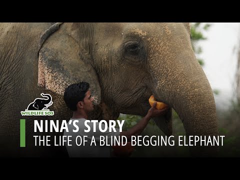 Nina's Story - The Life Of A Blind Begging Elephant