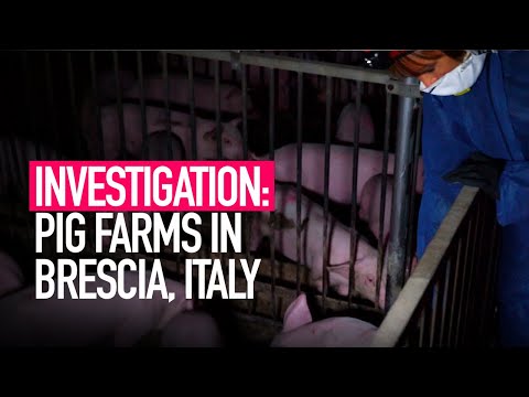 INVESTIGATION: Mistreatment on Italy's Pig Farms Revealed