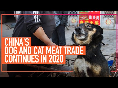 China's Dog and Cat Meat Trade Continues in 2020