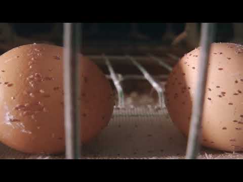 What's Wrong With Eggs? - The Egg Industry - Animal Equality