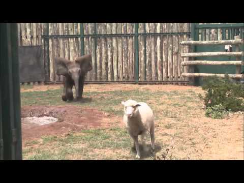 Sheep and Elephant are Best Friends