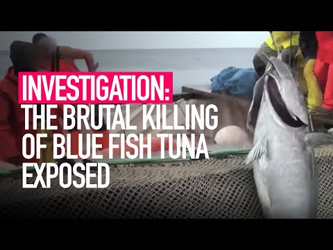 The Brutal Killing of Bluefin Tuna Exposed | Animal Equality Undercover Investigation