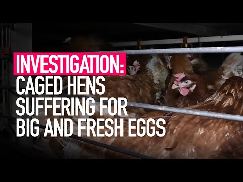 Caged hens suffering for Big & Fresh eggs