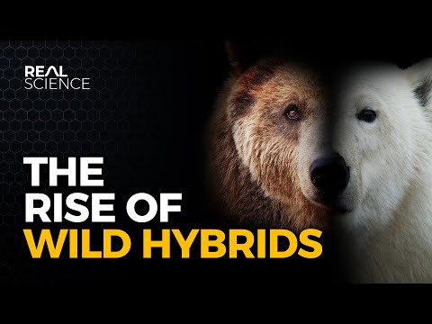 Why Hybrid Animals May Take Over the North