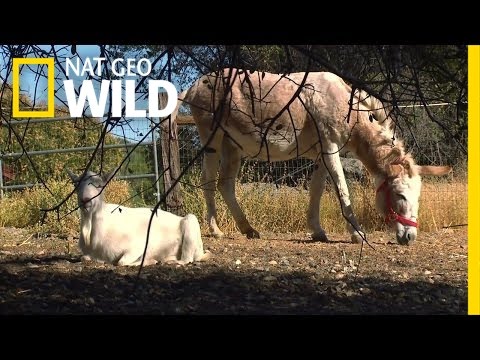 Opposites Attract | Unlikely Animal Friends